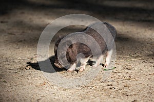 Farm animal piglet young domestic,  rural