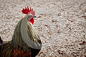 Farm animal, rooster with red hackles and wattles.