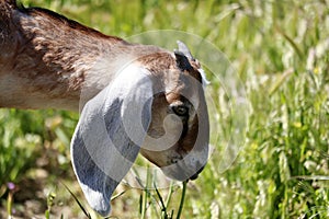 Farm Animal Series - Baby Nubian Goat - Capra aegagrus hircus