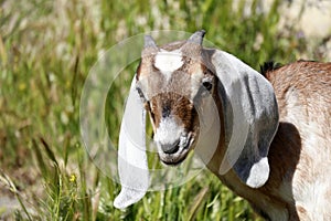 Farm Animal Series - Baby Nubian Goat - Capra aegagrus hircus