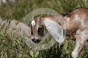 Farm Animal Series - Baby Nubian Goat - Capra aegagrus hircus