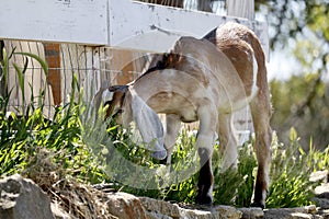 Farm Animal Series - Baby Nubian Goat - Capra aegagrus hircus