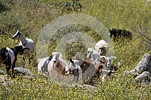 Farm Animal Series - Domestic goat - LaMancha Milk Goat - Capra hircus