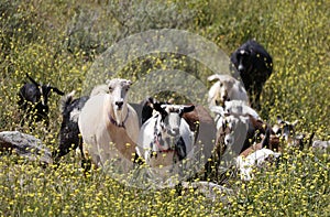 Farm Animal Series - Domestic goat - LaMancha Milk Goat - Capra hircus