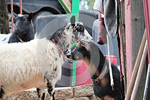 Farm Animal Series - Milk Goat Breeds - American Pygmy