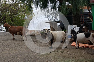 Farm Animal Series - Milk Goat Breeds - American Pygmy