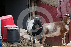 Farm Animal Series - Milk Goat Breeds - American Pygmy