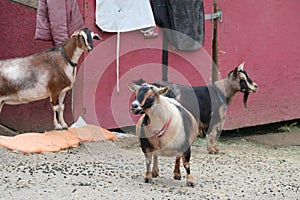 Farm Animal Series - Milk Goat Breeds - American Pygmy