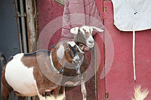 Farm Animal Series - Milk Goat Breeds - American Pygmy and Nigerian Pygmy