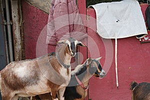 Farm Animal Series - Milk Goat Breeds - American Pygmy and Nigerian Pygmy