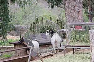 Farm Animal Series - Milk Goat Breeds - American Pygmy and Nigerian Pygmy