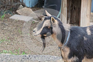 Farm Animal Series - Milk Goat Breeds - American Pygmy