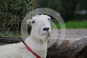 Farm Animal Series - Milk Goat Breeds - Lamancha