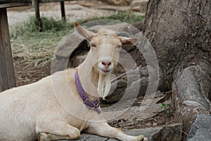 Farm Animal Series - Milk Goat Breeds - Nigerian Dwarf