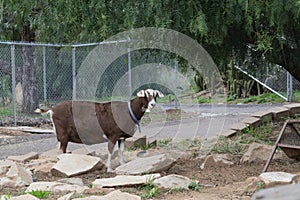 Farm Animal Series - Milk Goat Breeds - Toggenberg