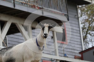 Farm Animal Series - Milk Goat Breeds - Toggenburg breed