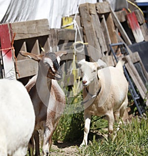 Farm Animal Series - Milk Goats - Capra hircus