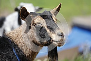 Farm Animal Series - Milk Goats - Capra hircus