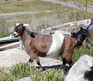 Farm Animal Series - Milk Goats - Capra hircus