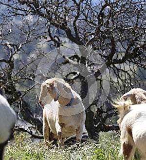 Farm Animal Series - Milk Goats - Capra hircus