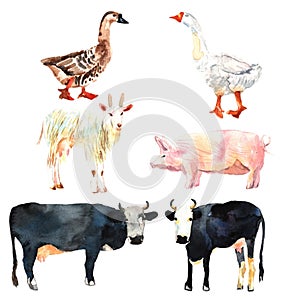 Farm animal set drawing in watercolor. Cow, duck, goat, pig.