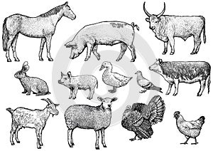 Farm animal set illustration, drawing, engraving, line art, realistic