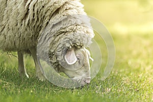 Farm animal - sheep on the grass