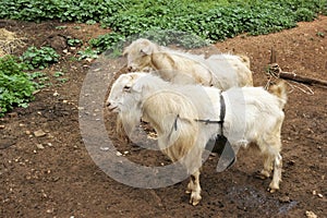 Farm animal in Spain