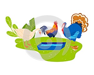 Farm animal, vector illustration. Cartoon domestic bird and poultry set, cute rooster, hen, chicken character collection