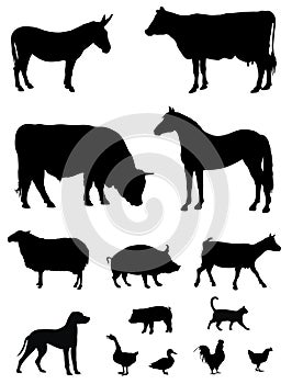 Farm animals