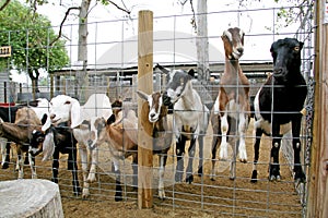 Farm Animals-Billy Goats
