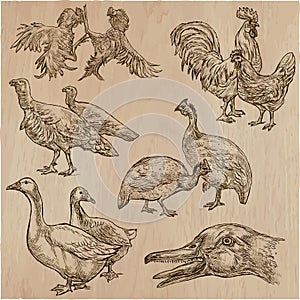 Farm animals, birds - an hand drawn vector pack, collection.