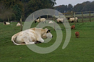 Farm animals of British White Cattle bull, pigs, & sheep