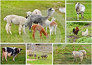 Farm animals collage