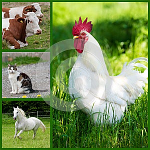 Farm animals - Collage