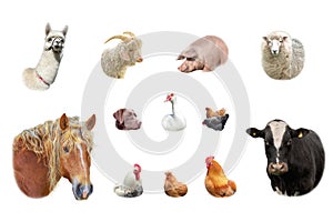 Farm animals collection isolated on white
