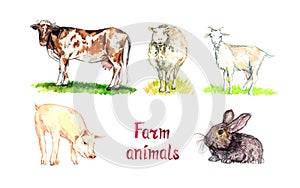 Farm animals collection, Red cow, white sheep, goat, pig and rabbit, hand painted watercolor illustration design element