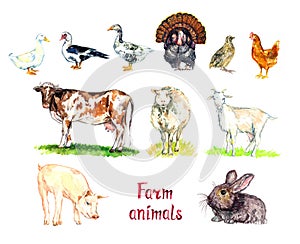 Farm animals collection, white domestic and south american muscovy duck, goose, turkey, quail and chicken, red cow, white sheep