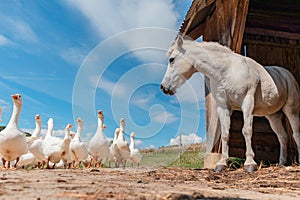 Farm animals in the countryside.