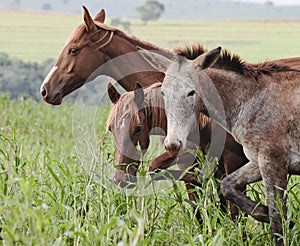 Farm animals: A donkey and two horses