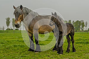 Farm Animals - Dutch Draft Horse