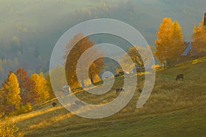 Farm animals on the field during autumn sunset