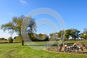 Farm Animals on a Field Next to a Tree