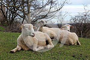 Farm animals - four sheep lieing on a meadow in the spring