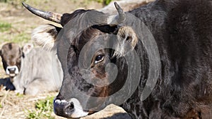 Farm animals in freedom concept: close up of the muzzle of a dark brown cow free in a meadow