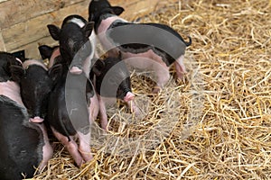 Farm animals : Funny spotted piglet, Cute baby Pot-bellied pigs in a farm.