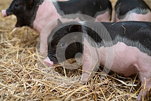 Farm animals : Funny spotted piglet, Cute baby Pot-bellied pigs in a farm.