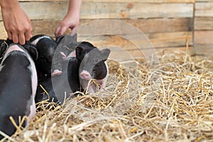 Farm animals : Funny spotted piglet, Cute baby Pot-bellied pigs in a farm.