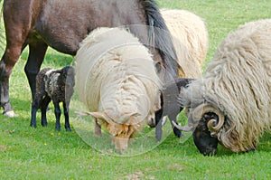 Farm Animals Grazing