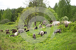 Farm animals grazing cows and sheep in a spring field